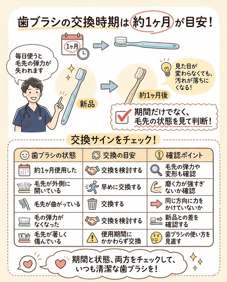歯ブラシの交換時期は何ヶ月が目安ですか?の図解