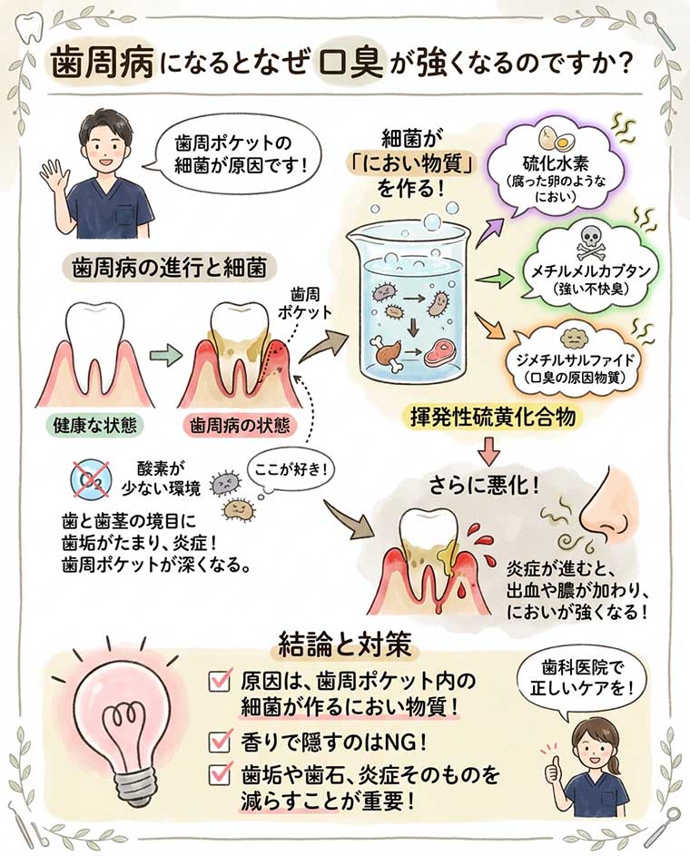 歯周病になるとなぜ口臭が強くなるのですか？の図解