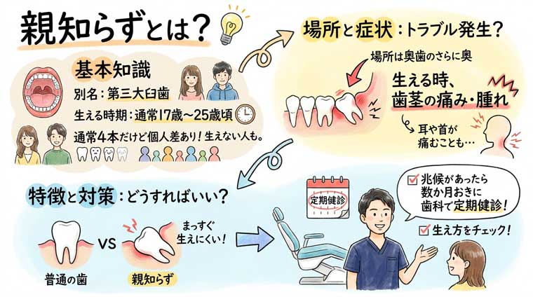 親知らずとは?の図解