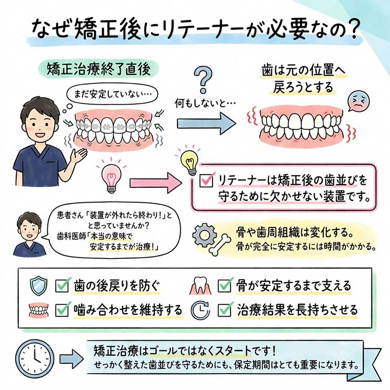 なぜ矯正後にリテーナーが必要なの?の図解